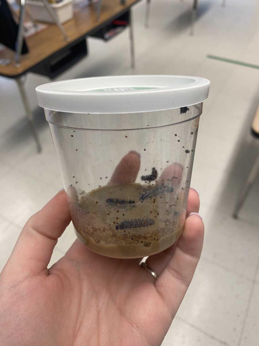 Our Caterpillars have arrived! We picked out their names and are so excited to see their changes over the next few weeks. 🐛➡️🦋 <a href="/JohnnyCougar/">John Street School</a> #WeAreFranklinSquare