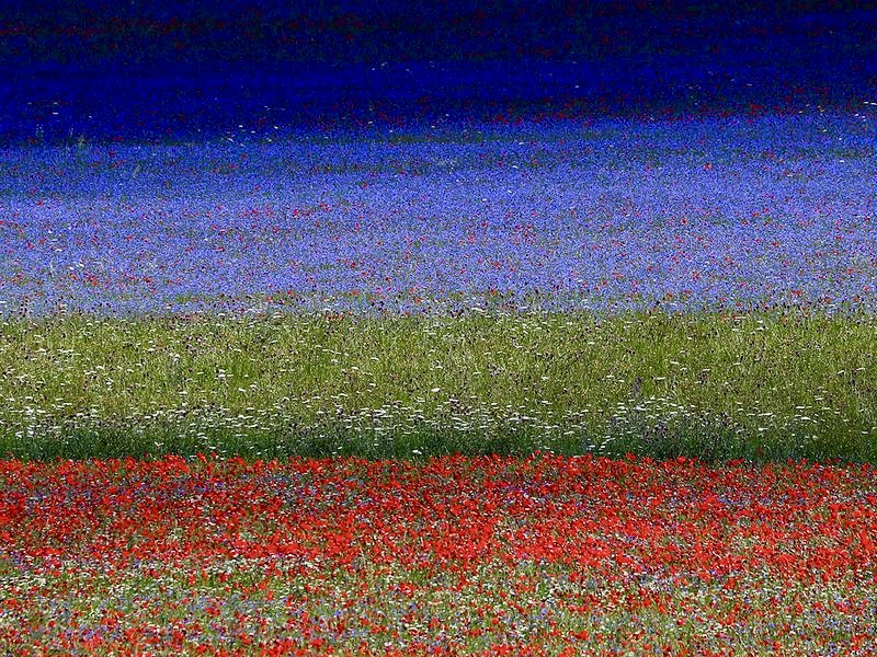 DrTOMontgomery's tweet photo. @daliartskh #Vegan 

No one needs to hide this:  People take their children to see it.

The blooming lentil fields of Castelluccio, Italy. https://t.co/h3N9rgyyQs
