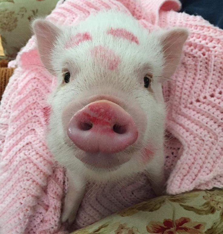 Porquinho depois de ter recebido o amor dos seguidores 🐖😳