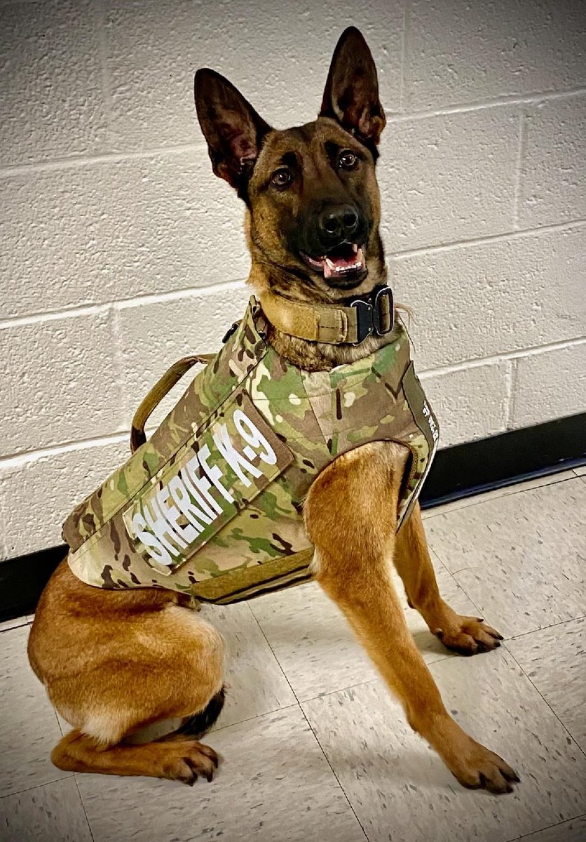 We are pleased to announce that K9 Hola of Hancock County Sheriff’s Office has been awarded a “Healthcare for K9 Heroes” Grant.
Handlers: Visit our website to see if your K9 qualifies:

bit.ly/42mnSlv

#workingdogs #vik9s #VestedInterestInK9s #SupportVestedInterestInK9s