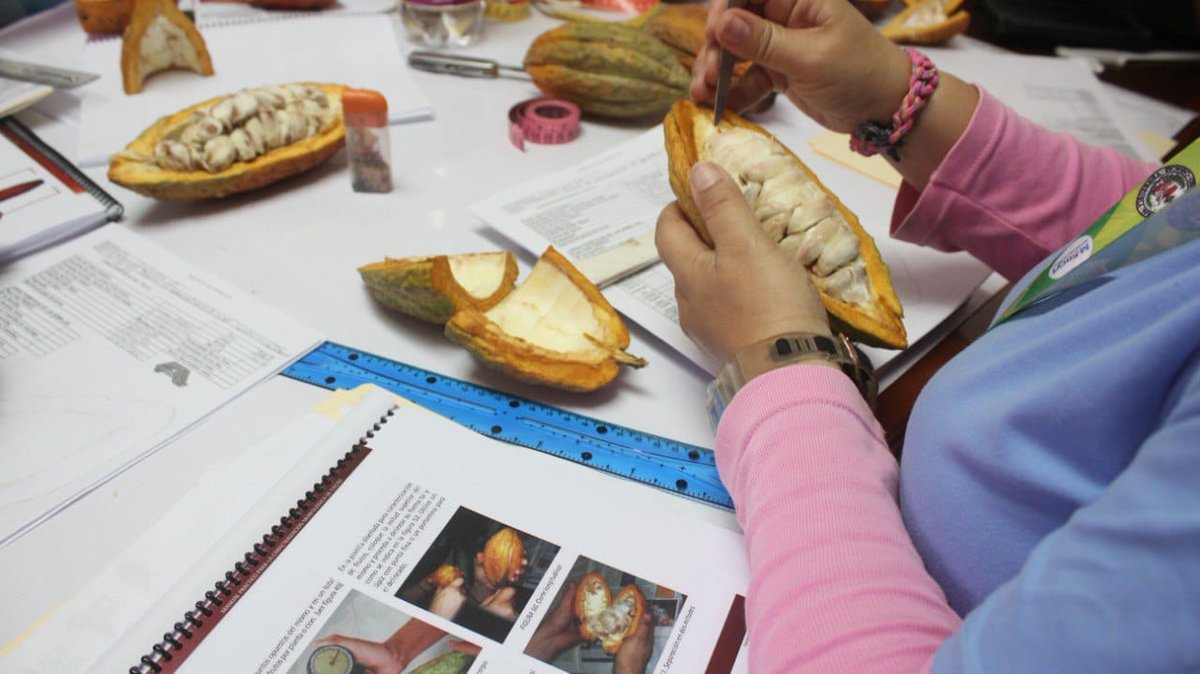 Gabrielasjr's tweet photo. Aprender de Cacao, es hablar de nuestra herencia Agrodescendiente, de saberes, sabores, resistencia y cantos. 

Es comprender la importancia de la diversidad de su genética, del manejo del cultivo y protección. Es tener consciencia del profundo valor de este patrimonio. https://t.co/QMMJp4zHRv