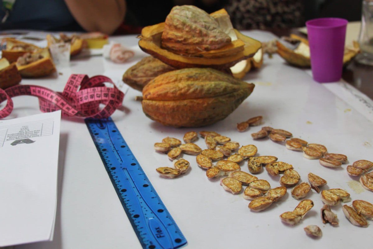 Gabrielasjr's tweet photo. Aprender de Cacao, es hablar de nuestra herencia Agrodescendiente, de saberes, sabores, resistencia y cantos. 

Es comprender la importancia de la diversidad de su genética, del manejo del cultivo y protección. Es tener consciencia del profundo valor de este patrimonio. https://t.co/QMMJp4zHRv