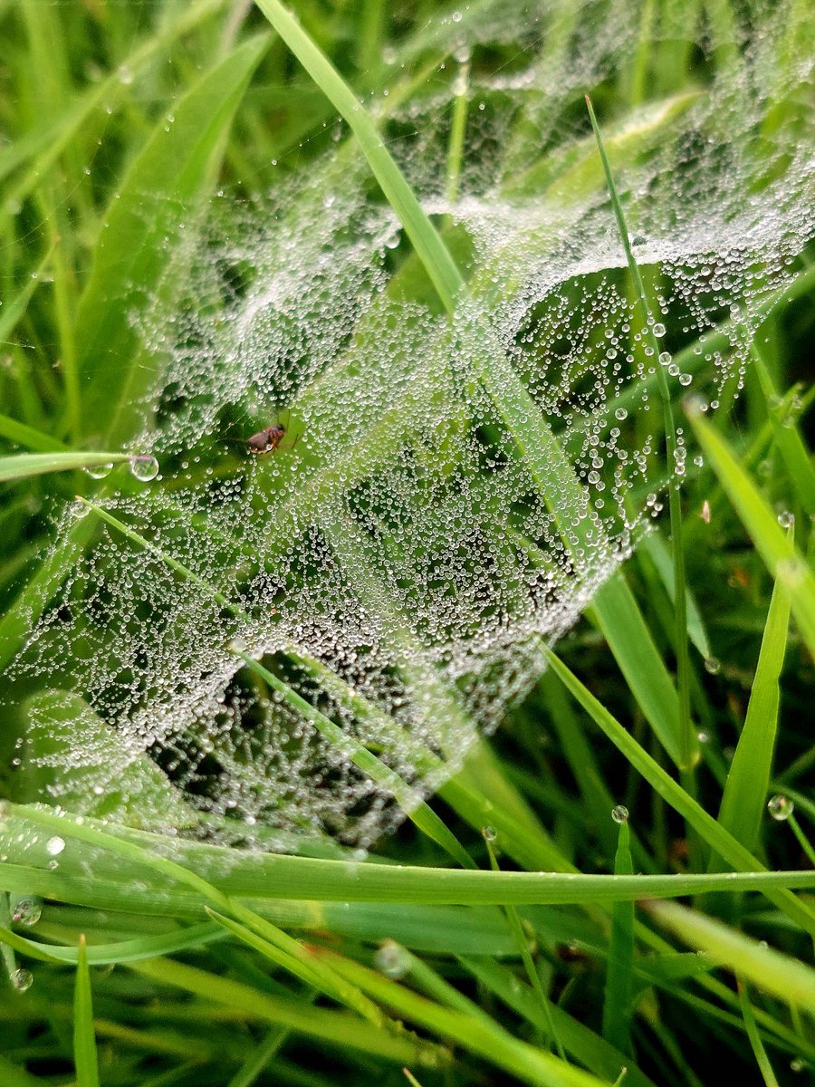 Nature has begun to build their homes in our meadow!