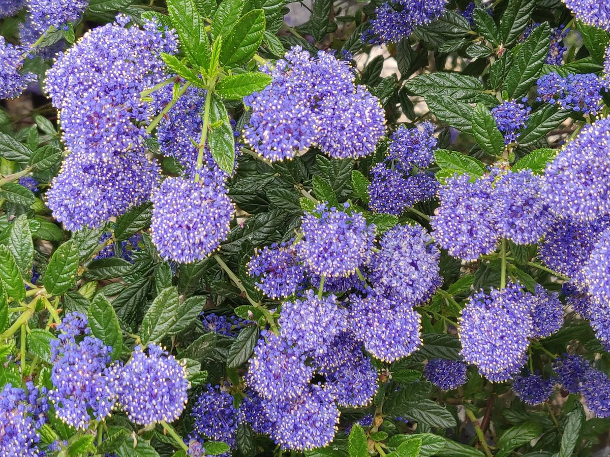#tooting #Rasta #cycleclub 

#ceanothus on #brendaroad looking amazing 

check
' #thelostnurseryofbloomingtooting ' 
 a horticultural #history blue plaque project right here in #bloomingtooting 

#peace #love and #flowertothepeople
❤️💛💚