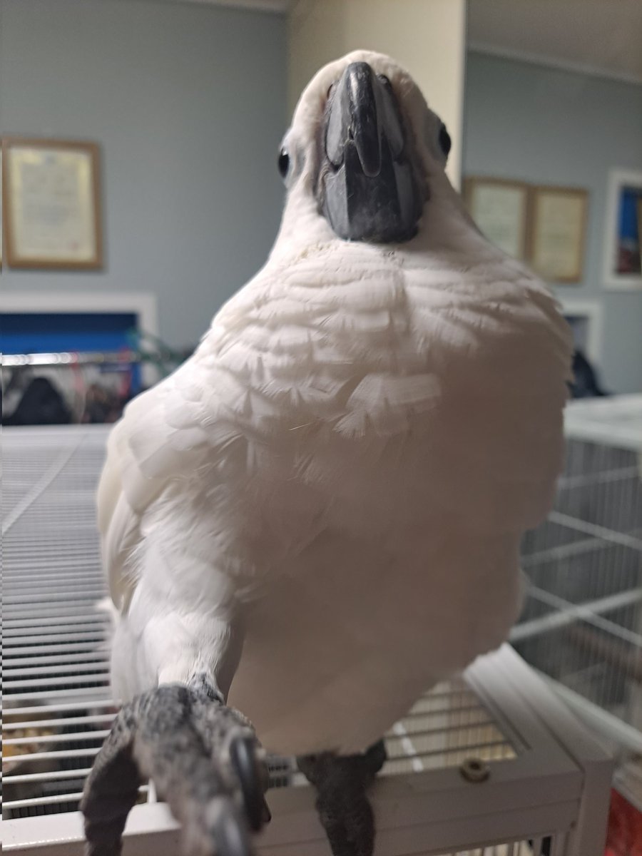 <a href="/donchan08041/">ぱくっ</a> Will you be my friend~? (holding out his foot)