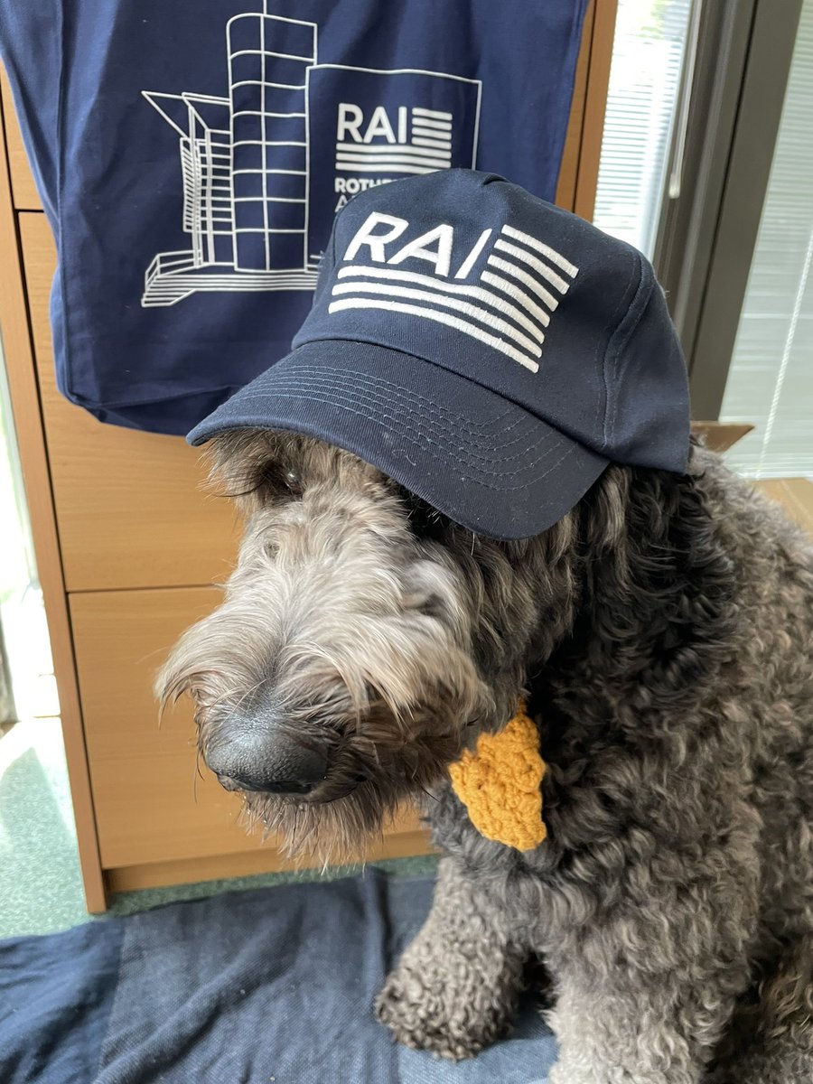 RAIOxford's tweet photo. We are excited to announce that we now have RAI merch! Walter, the RAI Emotional Support Office, kindly offered to model the new items. We will have them available for purchase at all American Ground events (Tuesdays at 11) this term. https://t.co/6BTM2xkZ7k