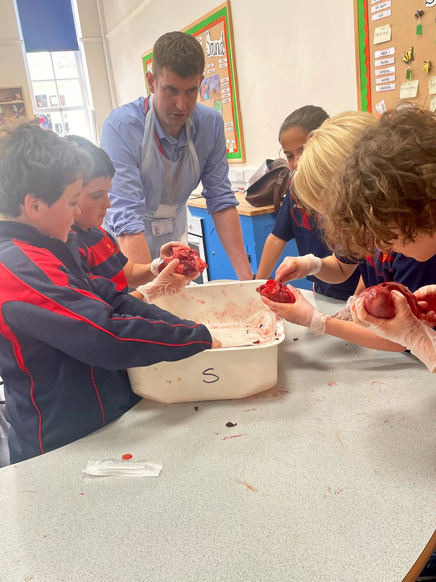 Huge thanks to the #JamesCookHospital cardiothoracic team for a brilliant range of Y6 workshops on the heart, lungs and the role of modern medicine in maintaining our health @SouthTees. Thanks also to @HutchinsonHobbs for the generous donations. #resourceful #safe #schoolvalues