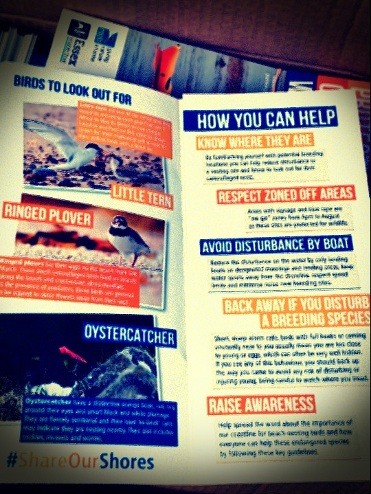 Leaflets with tips on how to spot and avoid disturbing rare beach nesting birds around the #Colne and #Blackwater are ready to go! We also have printable posters available here: birdaware.org/essex/share-ou…. We're grateful for any help in spreading the word 🙏 🐥🐦⛱️