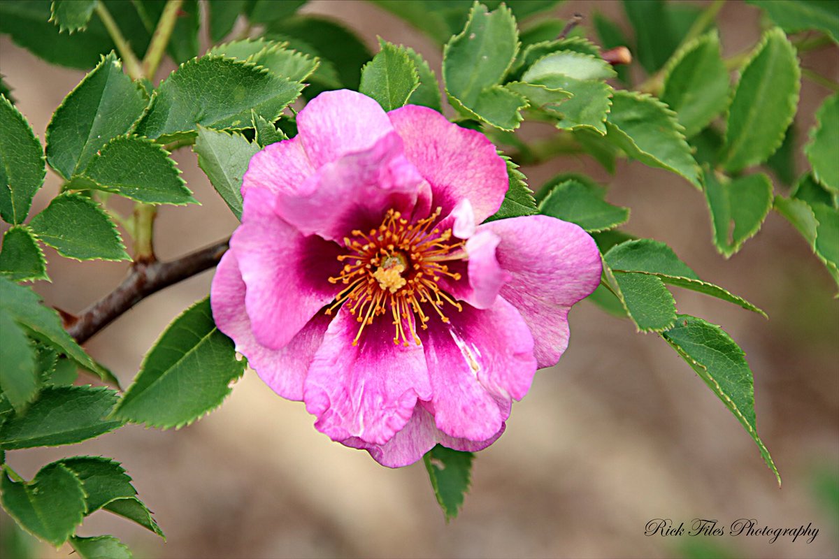 files44's tweet photo. βEasy on the Eyesβ #RoseWednesday #NowInBloom #Roses #Flowers #Nature #Photography https://t.co/H60rIvJrtY