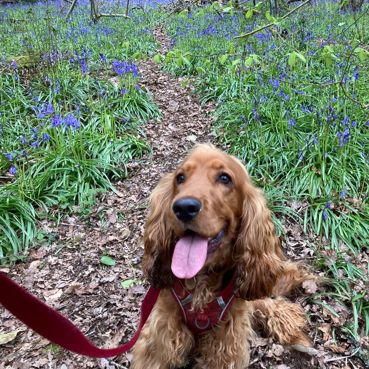 @MarvellousMrsP A happy pup in In bluebell woods