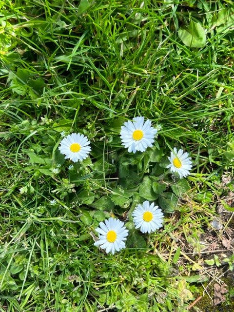 LisaPheeFCCT's tweet photo. My son did a degree in TV and film. I now can't watch a movie in the same way. It appears I can't walk past daisies either.
What do you see?
How did you find the total?
What parts did you find?
Talk to me about it.
#subitise #number #5 #daisies #dontcount https://t.co/TYo5Lp0MFc
