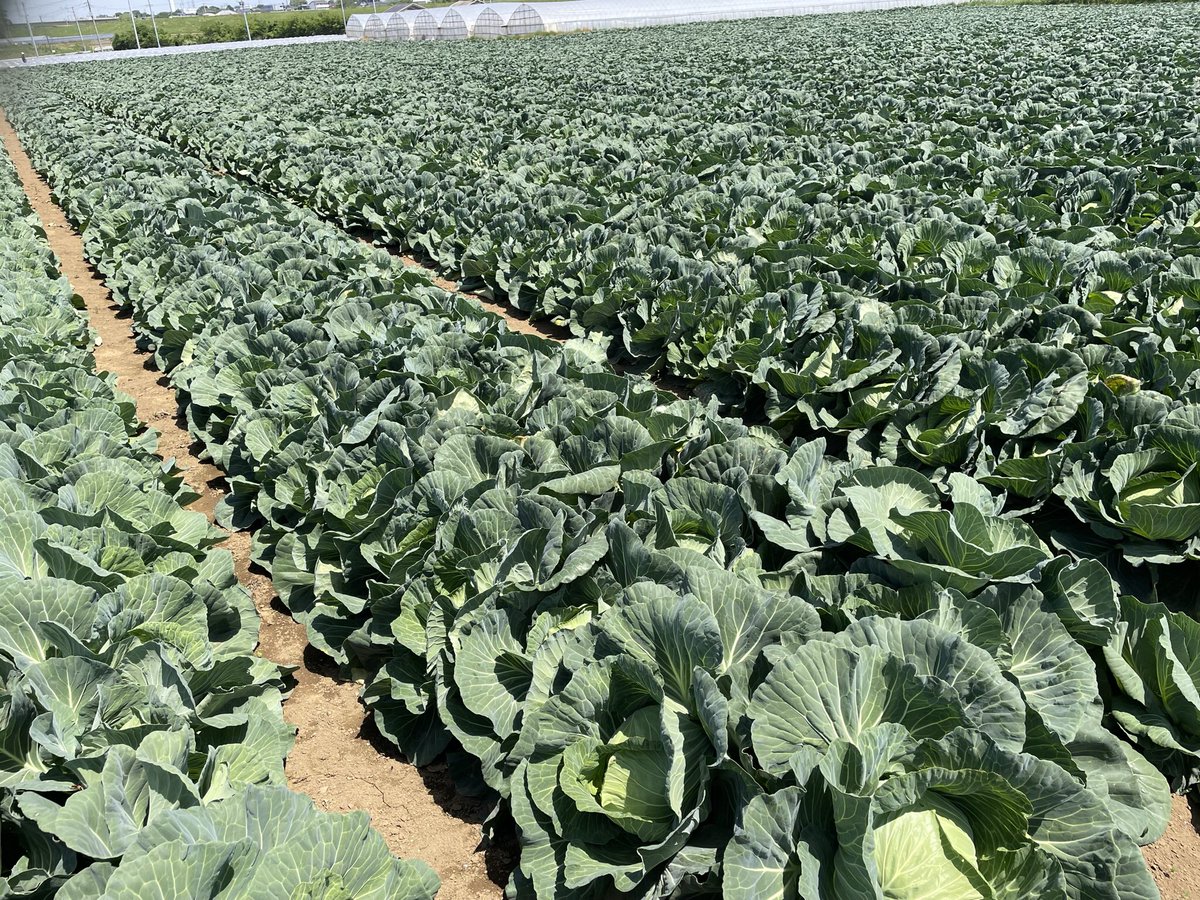 FarmGom's tweet photo. 明日からキャベツ収穫😊
楽しみですね💕︎

#CLSTquality https://t.co/m8eabCBMs4