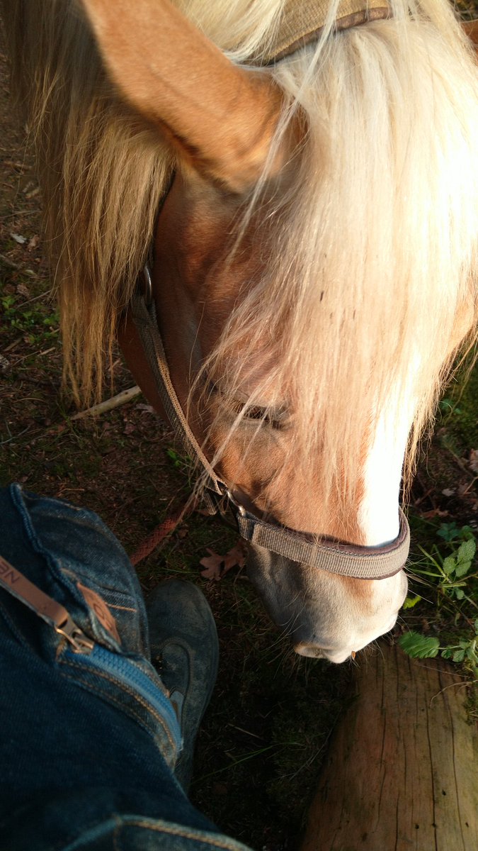 Der beknackte Hafi und ich.
Kann ich nicht einfach Mal ein Pferd bekommen was "Normal" ist.
Aber gebrochene Menschen ziehen wohl gebrochene Tiere an.

Ich Hasse ihn Grade brutal, aber ich habe ihn auch lieb.