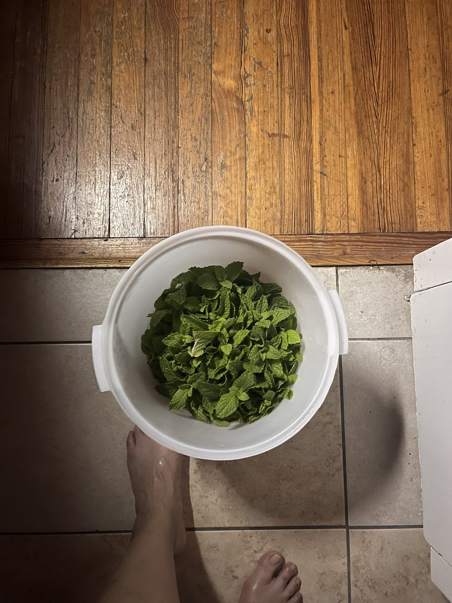 I had an event yesterday out in Richmond, Texas. 100 pl, 3 signature cocktails. Community building event. Prepped for a few days, juices, syrups and such. THE ONLY THING I FORGOT WAS THE MINT. Thank goodness I had extra flowers and herbs to garnish. This is what I came home to.