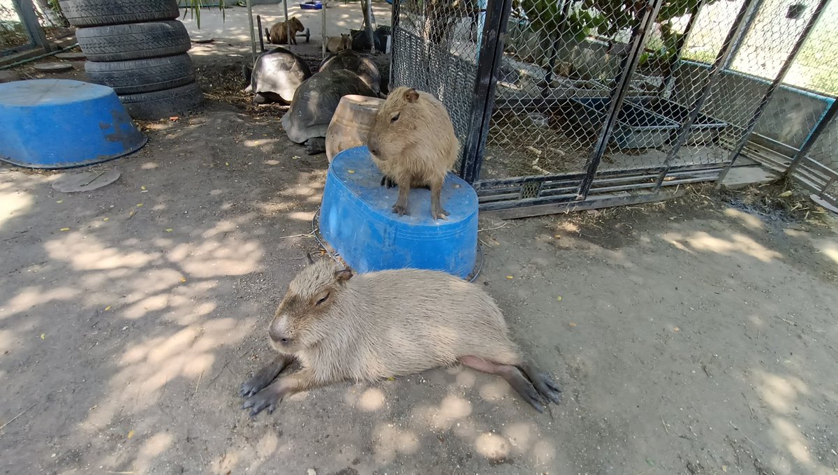 Realnicha's tweet photo. https://t.co/lkRNKUuRbW

แวะมาเล่นกับน้องได้น้าาาา
#คาปิบาร่า #Capybara #โมโม่ฟาร์ม #หมามะพร้าว #กะปิปลาร้า #หนูยักษ์ https://t.co/ulohbTRGWD
