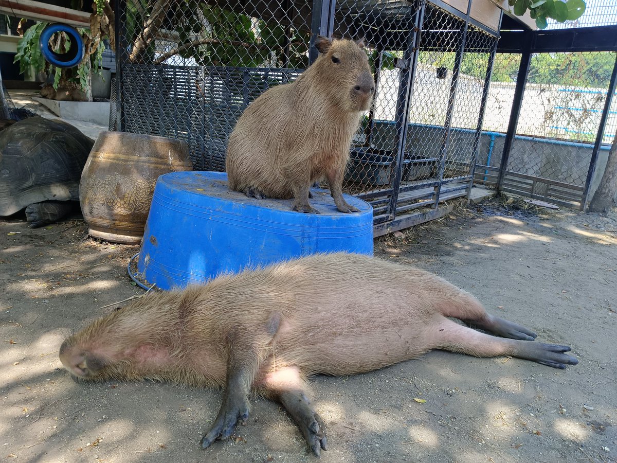 Realnicha's tweet photo. https://t.co/lkRNKUuRbW

แวะมาเล่นกับน้องได้น้าาาา
#คาปิบาร่า #Capybara #โมโม่ฟาร์ม #หมามะพร้าว #กะปิปลาร้า #หนูยักษ์ https://t.co/ulohbTRGWD