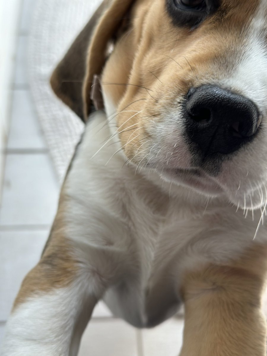 helgavonguzzle's tweet photo. How does this #selfie thing work?
#DogsOfTwitter #Beagle #DogsAreTheBest #BeaglePower https://t.co/KresTVKNke