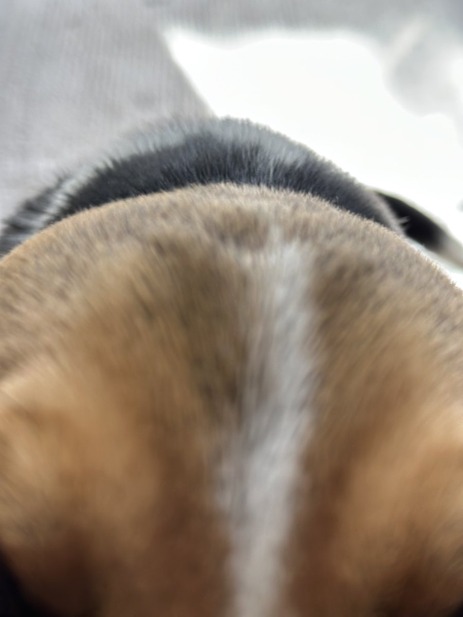 helgavonguzzle's tweet photo. How does this #selfie thing work?
#DogsOfTwitter #Beagle #DogsAreTheBest #BeaglePower https://t.co/KresTVKNke