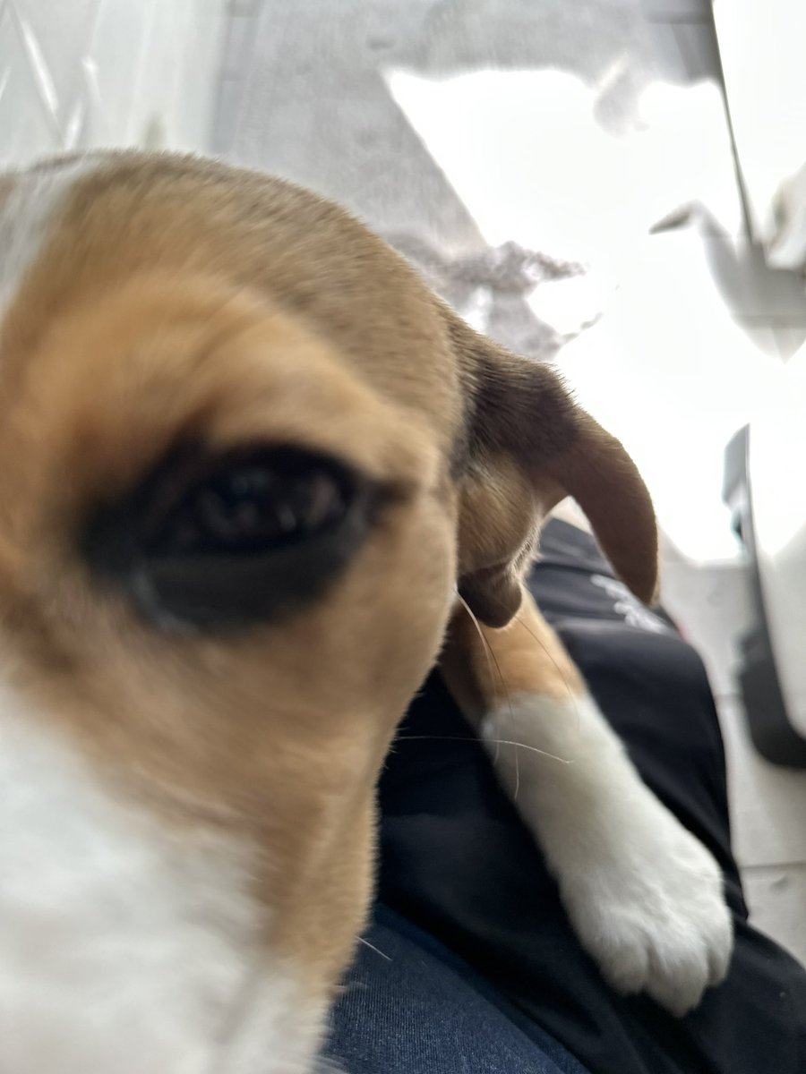 helgavonguzzle's tweet photo. How does this #selfie thing work?
#DogsOfTwitter #Beagle #DogsAreTheBest #BeaglePower https://t.co/KresTVKNke