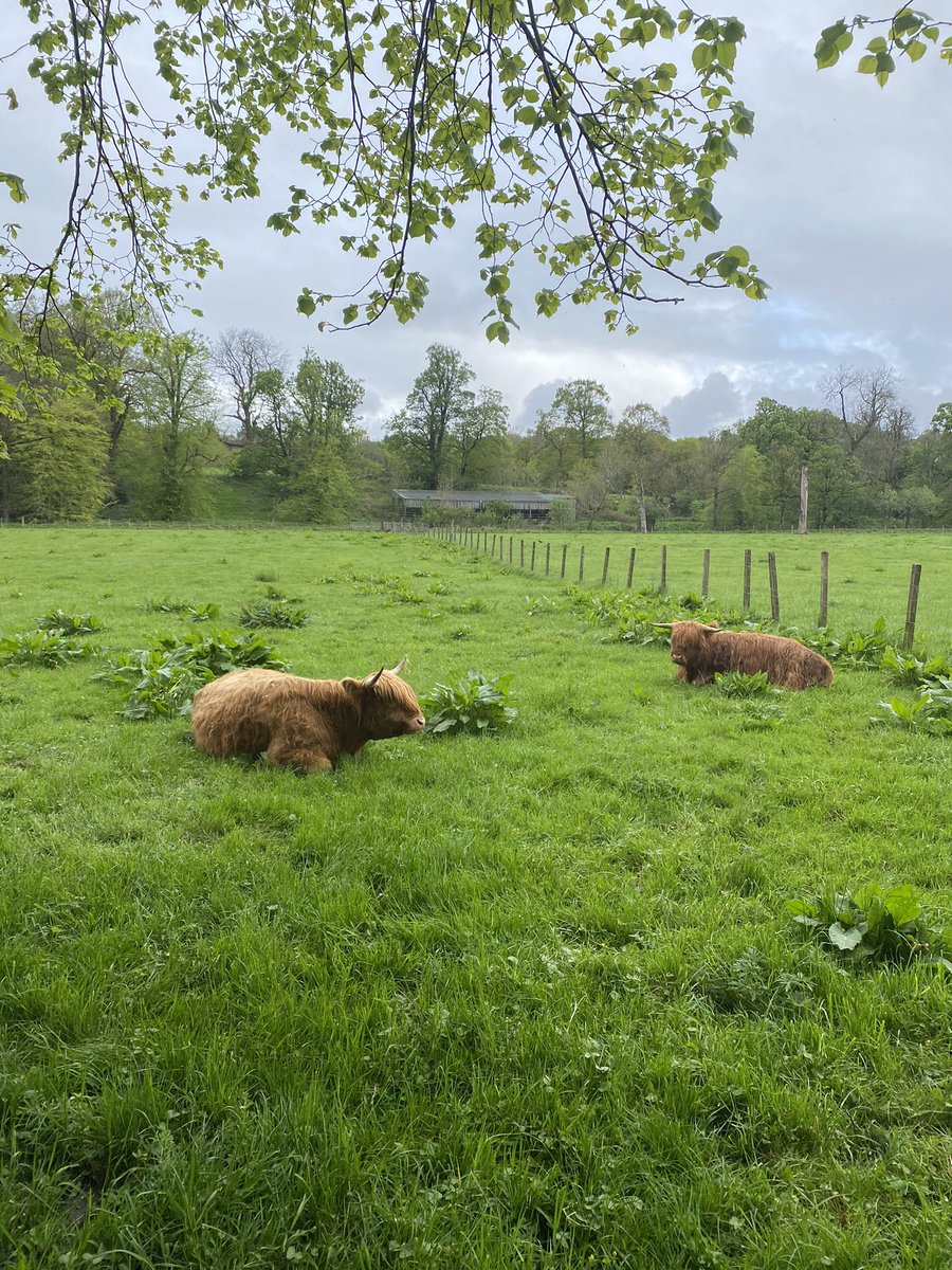 Miss Ross tweet media