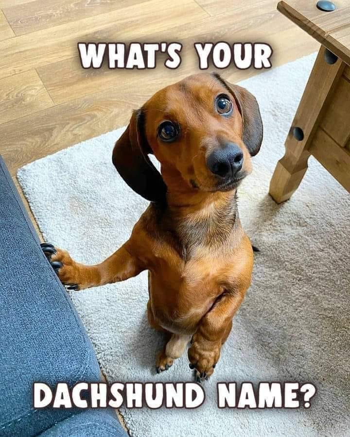 dachshundbonus's tweet photo. What's your dachshund name? #dogs #dogname #doglovers #dachshunds #doxies https://t.co/lrJIPaclpi