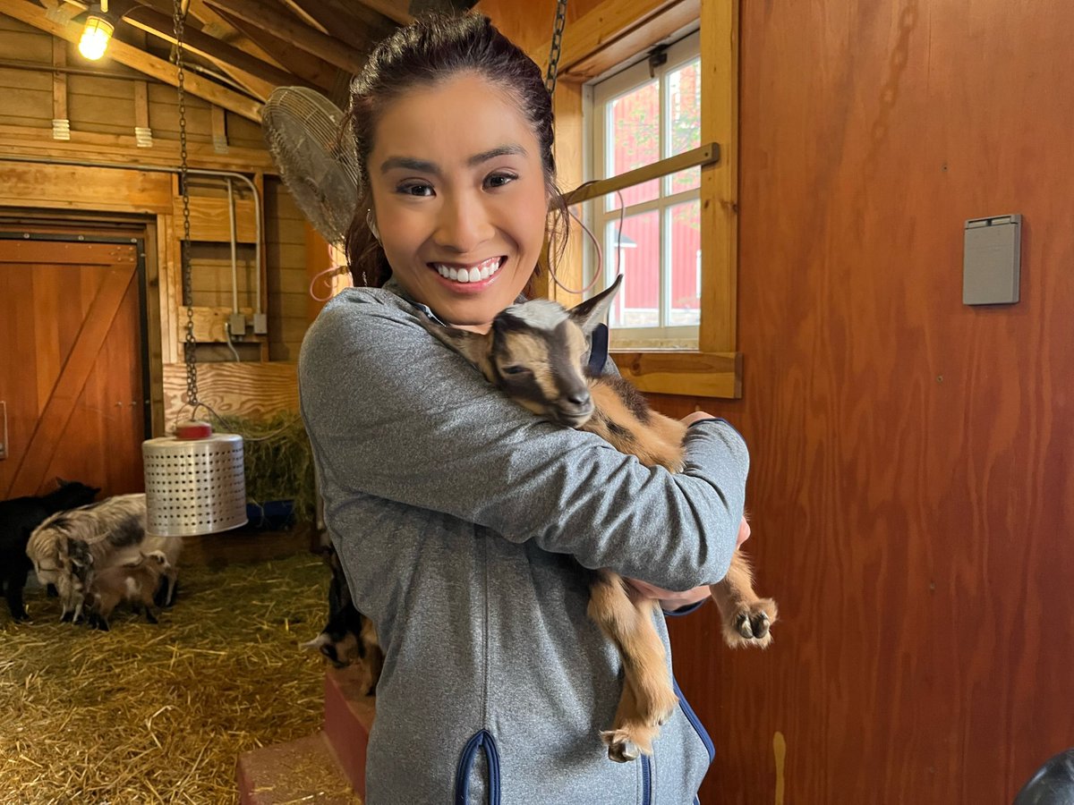 PauleenLe's tweet photo. Baby goat.. piglets… lamas… and calves.. oh my!! Farm babies are back at the @mnzoo and they are cuter than ever! 🐐🐷🦙🐮 https://t.co/XsFha8tfF6