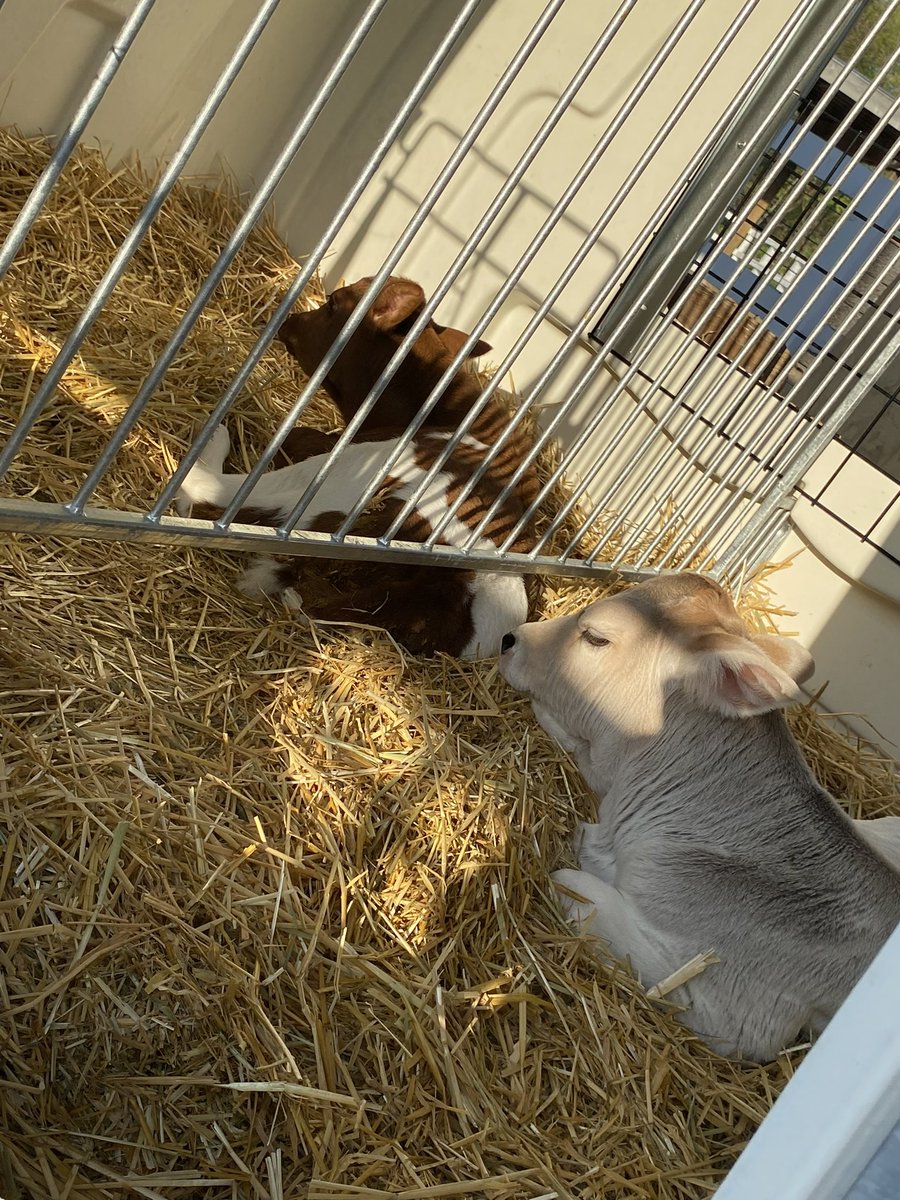 PauleenLe's tweet photo. Baby goat.. piglets… lamas… and calves.. oh my!! Farm babies are back at the @mnzoo and they are cuter than ever! 🐐🐷🦙🐮 https://t.co/XsFha8tfF6