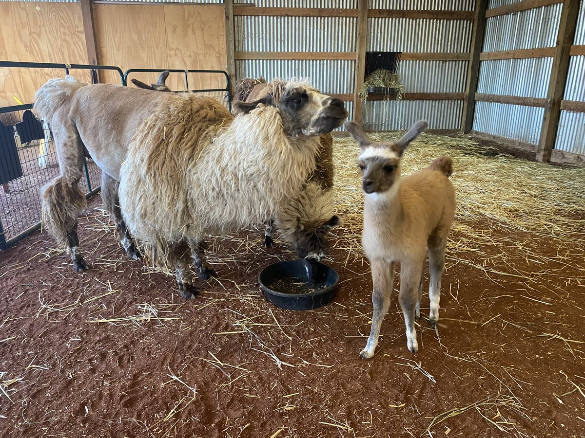 PauleenLe's tweet photo. Baby goat.. piglets… lamas… and calves.. oh my!! Farm babies are back at the @mnzoo and they are cuter than ever! 🐐🐷🦙🐮 https://t.co/XsFha8tfF6