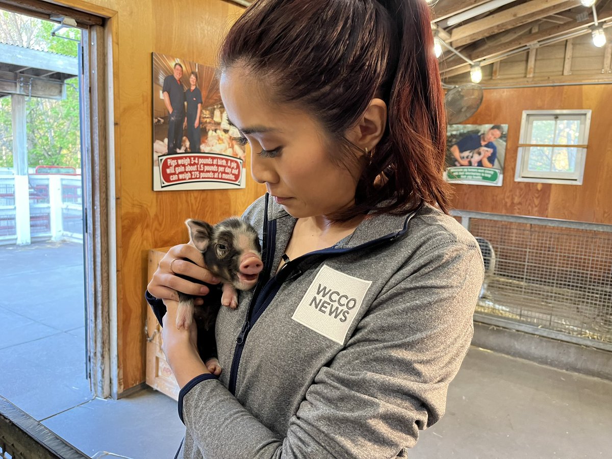 PauleenLe's tweet photo. Baby goat.. piglets… lamas… and calves.. oh my!! Farm babies are back at the @mnzoo and they are cuter than ever! 🐐🐷🦙🐮 https://t.co/XsFha8tfF6