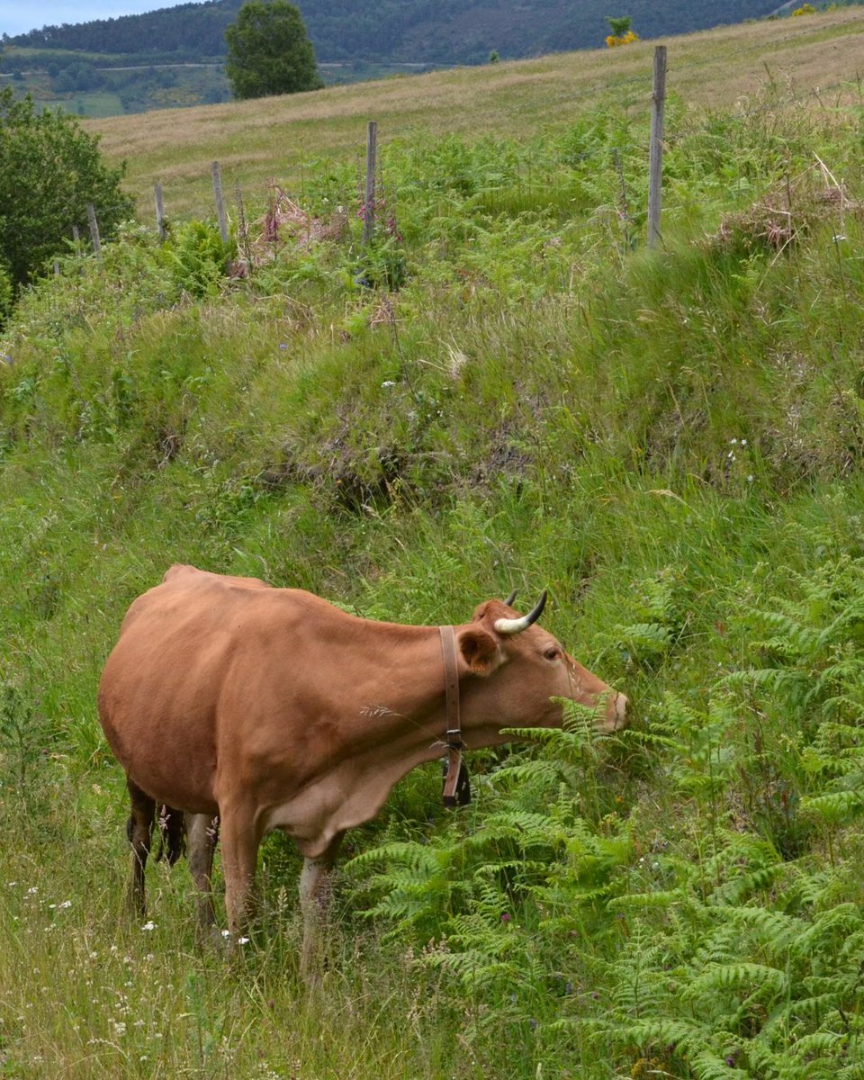 TerneraGallega's tweet photo. ¿Sabías que nuestro #ganado🐮 nos ayuda a prevenir los incendios 🔥 con la #ganadería #extensiva 🤯? Al pastar, crean una superficie sin malezas ayudando a que los incendios no se propaguen tan fácilmente. https://t.co/UTZ9DM2ypo