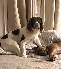 MSUnews's tweet photo. When Dom, a 1.5-year-old English Springer Spaniel, was found to have an unusual form of hernia, @msuvets got to work. https://t.co/cKb1PySB7f https://t.co/RyemduWgXF