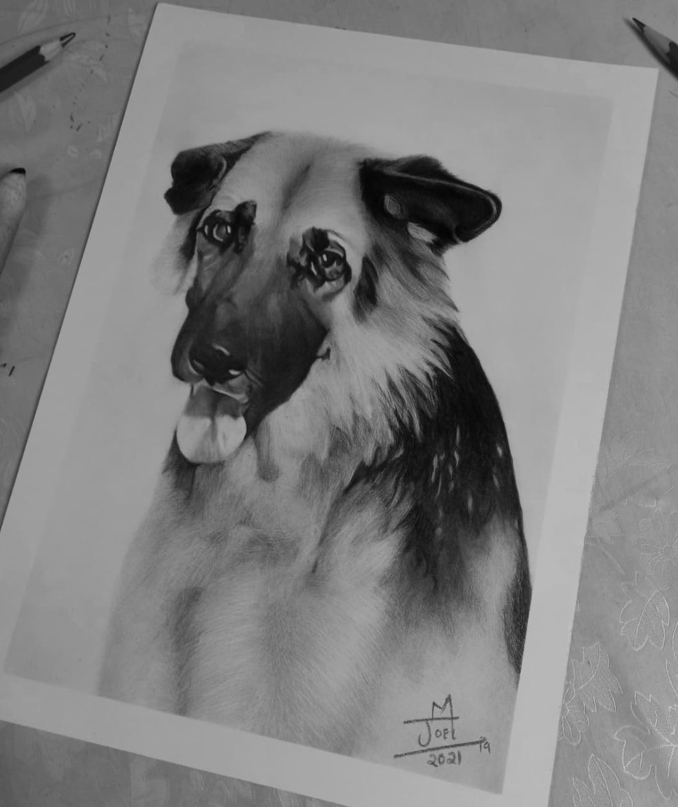 A German shepherd Potraits roughly took me 16 hours to complete!

#graphitesketch #graphitedrawing #graphite #blackandwhite #charcoalart #charcoaldrawing #hyperrealism #reelart #reelsart #eyedrawing #art #skillfreak #draw #drawings #prismacolor #charcoaldrawings #zhc