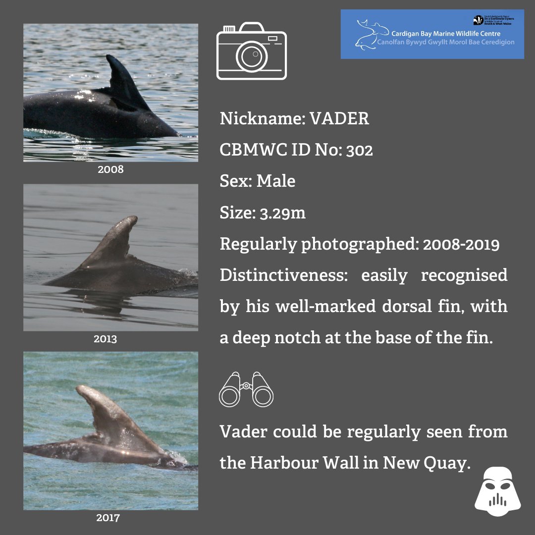 CBMWC News (@cbmwc) on Twitter photo ๐ฌOn 06/05/2023 one of our well-known bottlenose dolphins live-stranded on Ynyslas, later died๐ชฆ
Our #MarineConservation team identified the #dolphin as no. 302 in the CBMWC catalogue, nicknamed Vader๐ธHe was photographed and known by CBMWC for around 30 years.
<a href="/WTWales/">Wildlife Trusts Wales</a> <a href="/WTSWW/">WildlifeTrustSWWales ๐ฆก๐ฌ</a> ๐ฌOn 06/05/2023 one of our well-known bottlenose dolphins live-stranded on Ynyslas, later died๐ชฆ
Our #MarineConservation team identified the #dolphin as no. 302 in the CBMWC catalogue, nicknamed Vader๐ธHe was photographed and known by CBMWC for around 30 years.
<a href="/WTWales/">Wildlife Trusts Wales</a> <a href="/WTSWW/">WildlifeTrustSWWales ๐ฆก๐ฌ</a>