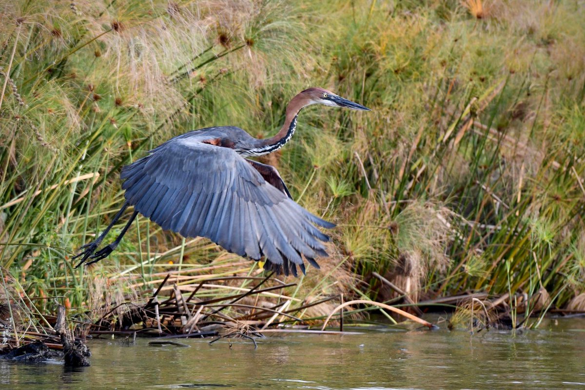 AkageraPark's tweet photo. During the waterbird survey in February, 1,336 individual waterbirds belonging to 31 species were recorded on Lake Ihema. Join us on a boat excursion this Saturday, May 13, on #BigGlobalDay to identify the waterbirds again on the lake.
Contact us at akagera@africanparks.org 🦅 https://t.co/We2Af64e8p