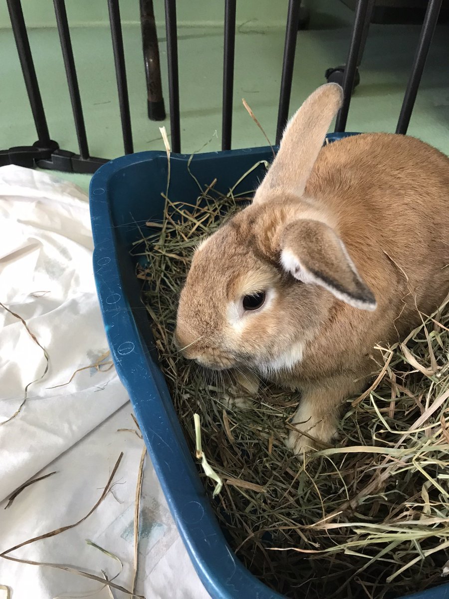 SlippedAwayBook's tweet photo. @PatBattle4NY I hope u love bunnies, this is Bennington, a shelter rescue rabbit https://t.co/VqYno1XyLk
