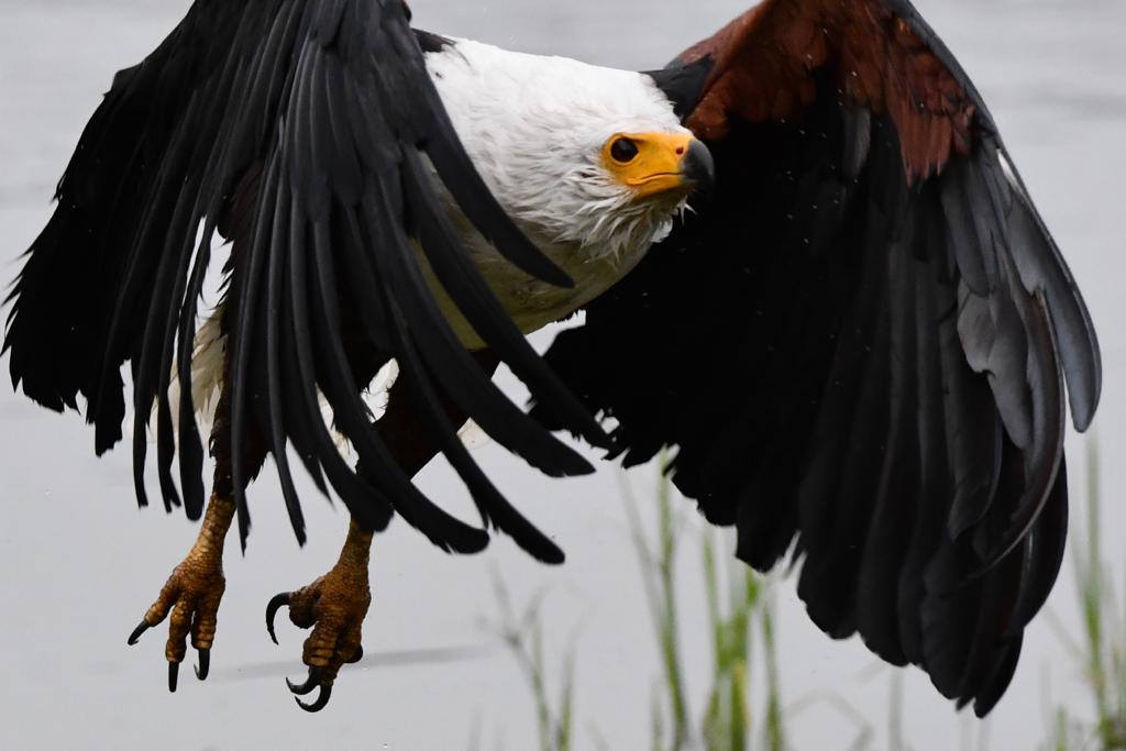 AkageraPark's tweet photo. During the waterbird survey in February, 1,336 individual waterbirds belonging to 31 species were recorded on Lake Ihema. Join us on a boat excursion this Saturday, May 13, on #BigGlobalDay to identify the waterbirds again on the lake.
Contact us at akagera@africanparks.org 🦅 https://t.co/We2Af64e8p