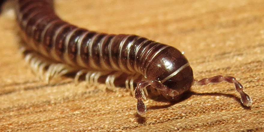 ejtaxonomy's tweet photo. [#millipedes] A reassessment of the Neotropical genus Pseudonannolene Silvestri,  1895: cladistic analysis, biogeography &amp; taxonomic review  (Spirostreptida: Pseudonannolenidae)
 
✒️Luiz Felipe Moretti Iniesta et al.
🔗DOI: https://t.co/avJMf2TSs8
#newspecies https://t.co/RxTgIczQwc