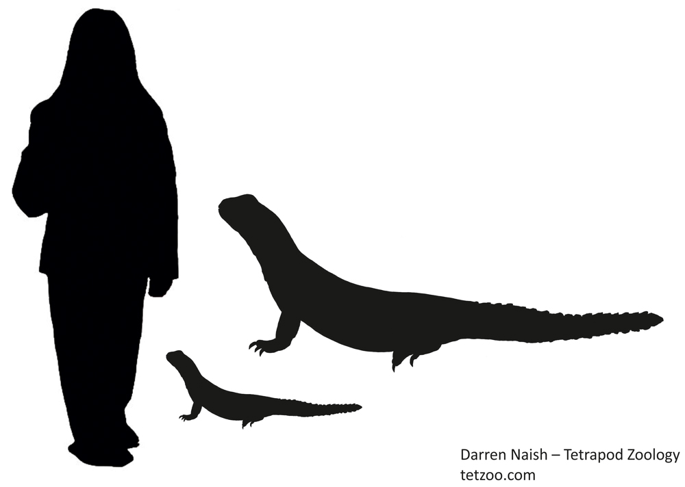 TetZoo's tweet photo. Moving now to the #Iguania branch within #lizards, among my favourites are the desert-dwelling, spiny-tailed mastigures, spinytailed lizards or uros. Here's a review of their diversity, biology and evolutionary history.... The Tet Zoo Guide to Mastigures https://t.co/d2n7tI29Zk https://t.co/Fev1G13Ekb