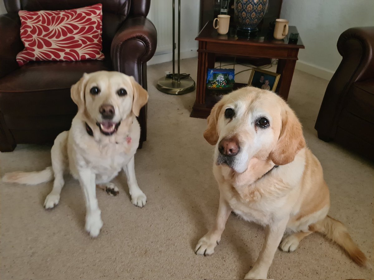 Boyd_Legal's tweet photo. Meet my new recruits Vogue &amp; Catherine. I think they are excited to help me sell their grandmother's house. 🐕 🙂

#Kirkcaldy #Fife #Solicitorestateagent #kerry_wells #getamoveonwithboydproperty https://t.co/KqIlmFnm3t