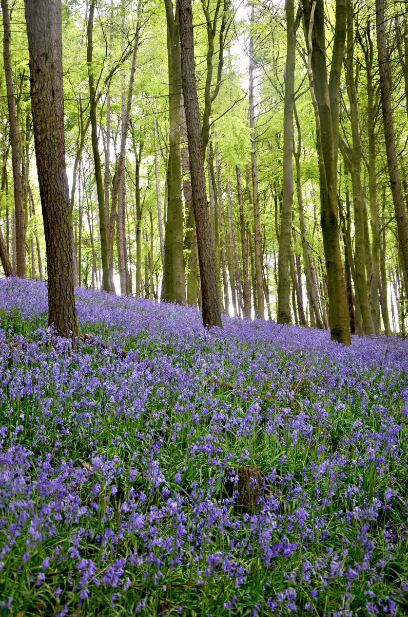 bhshepherdhut's tweet photo. Bank holiday blues never looked so beautiful ✨🌿

What do you think of the bluebell bliss just a short stroll from our shepherds hut doorstep?🍃

To find out more click the link in our bio.  

#shepherdshut #bluebellbliss #countrysideescape #naturelovers #bankholidayblues https://t.co/XABKZtup0m
