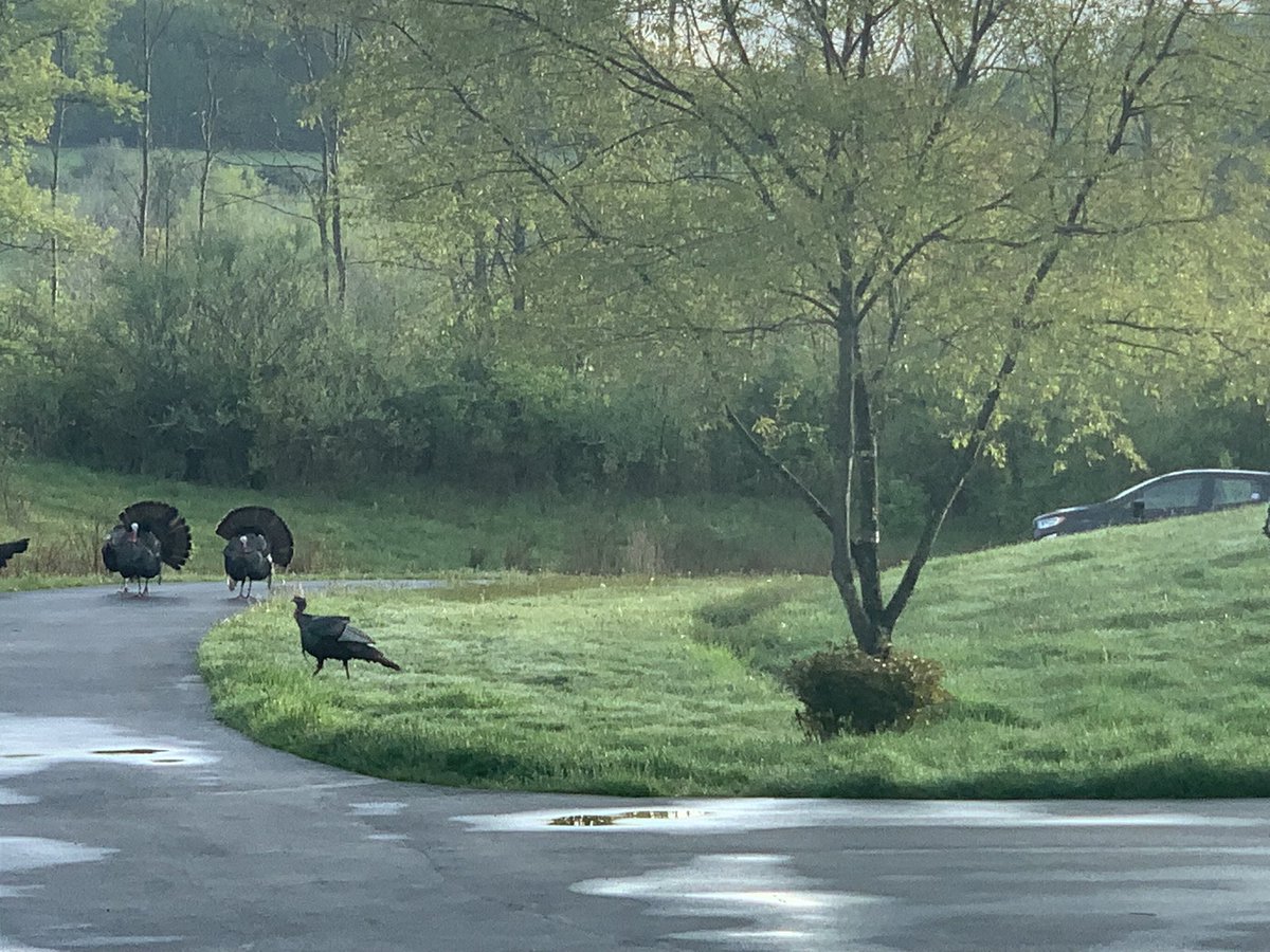 Meanwhile, as the hunter sits in the woods, the Toms strut their stuff in our backyard and then swing by his car to “flip him the bird.”