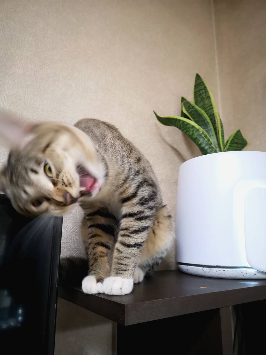 KibidangoJp's tweet photo. #Natede にイタズラしないで～！と思ったら凄い形相の #猫ドリル 撮れたw
#企業公式猫部 #保護猫 
[文責:ツイ担] https://t.co/8ufUE49H9d