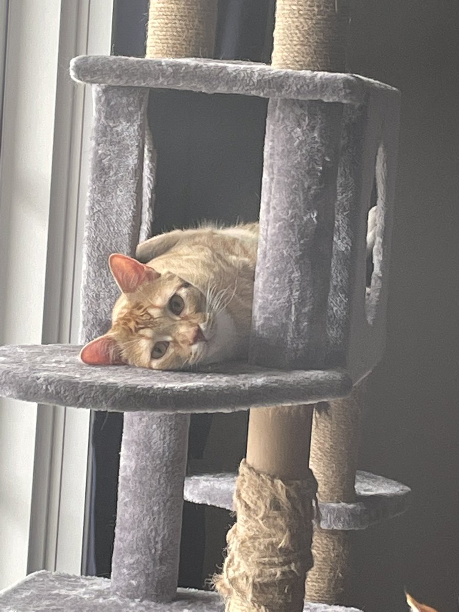 ynotsarah's tweet photo. Me after looking at how much I got from ei.. plz I hope it was calculated for 1 week bc 300 ain’t getting me to keep the roof over my head https://t.co/ChlBQWGHIe
