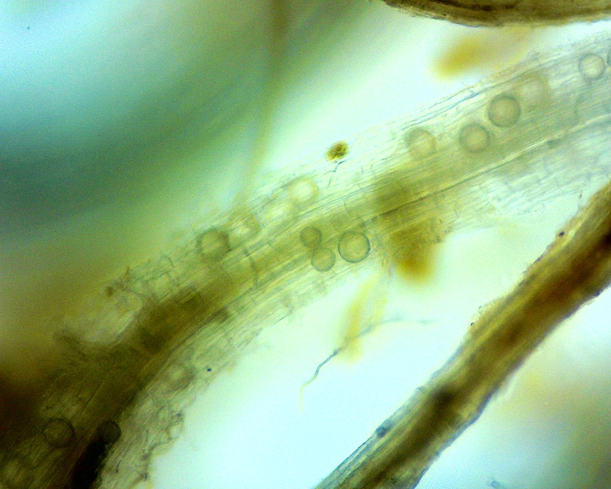 PGiordano15's tweet image. Signs of root Pythium and patch disease pathogens “waking up” in tandem this spring. 

Stay diligent with protection and root health applications. @HarrellsLLC can help! 

#TakeAllPatch #PythiumRootRot #SummerPatch