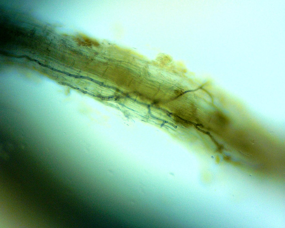 PGiordano15's tweet image. Signs of root Pythium and patch disease pathogens “waking up” in tandem this spring. 

Stay diligent with protection and root health applications. @HarrellsLLC can help! 

#TakeAllPatch #PythiumRootRot #SummerPatch