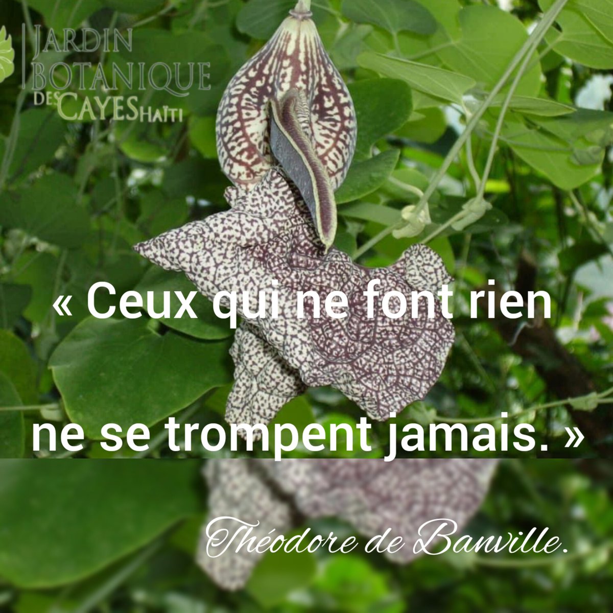 JardinBotaniquecayes tweet media