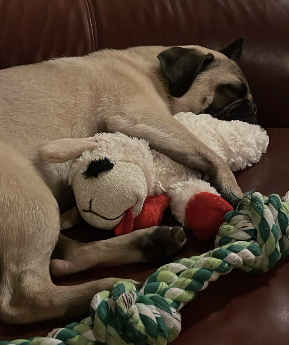 rebeccaschiller's tweet photo. 🐑💤 https://t.co/fRGTT2IzI6