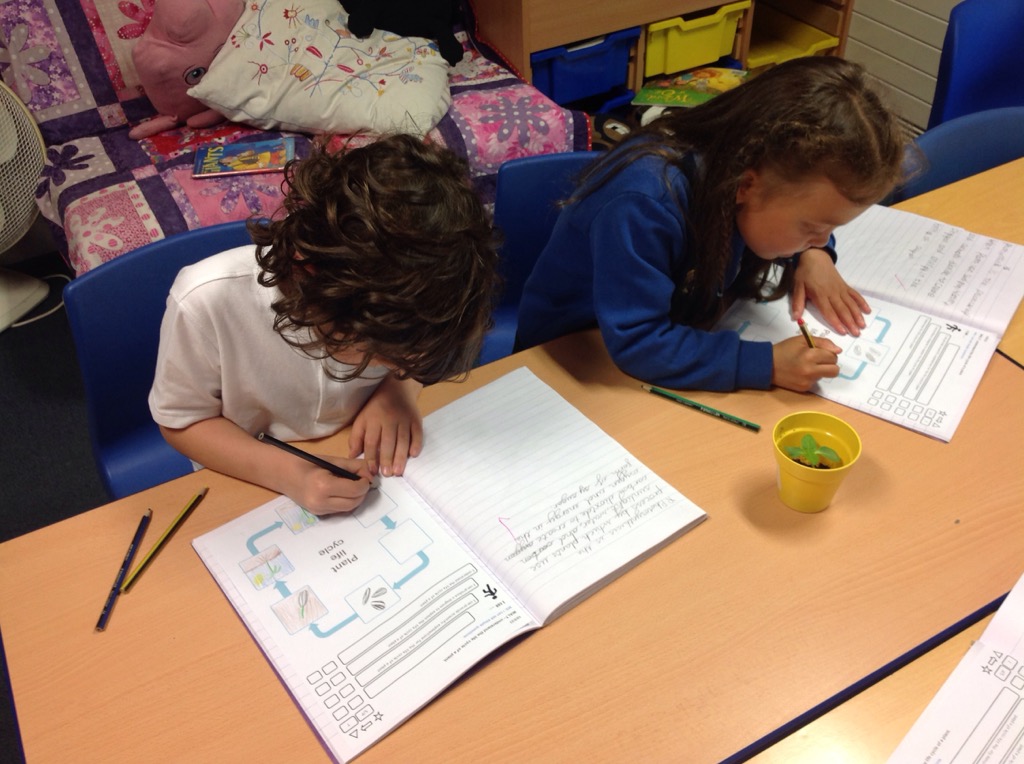 chadvaleprimary's tweet photo. #CVCutts #CVScience π» We are looking at our sunflower seedlings to help us draw the life cycle of a plant. π» https://t.co/ddL3aWF0TI