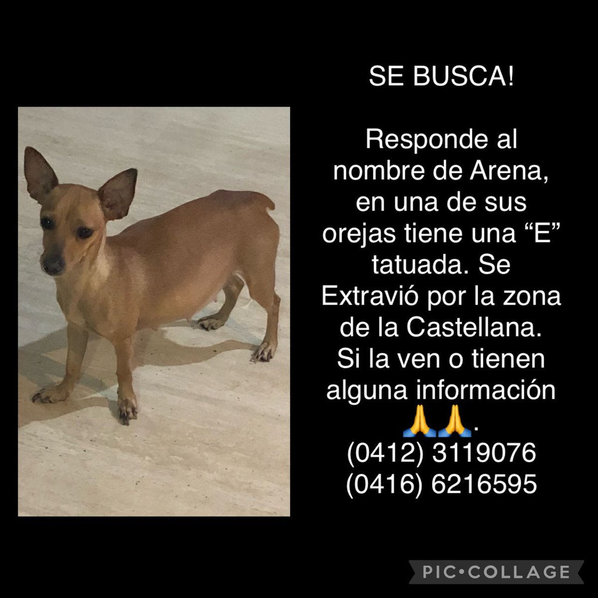 a_my_08's tweet photo. Buenos días, el día de ayer a mi mamá se le perdió su perrita, si la ven o tienen alguna información se los agradecería 🙏😔 y si tienen algún grupo de la zona en el cual se pueda distribuir la imagen también 🙏 https://t.co/EGQ58Enhwt