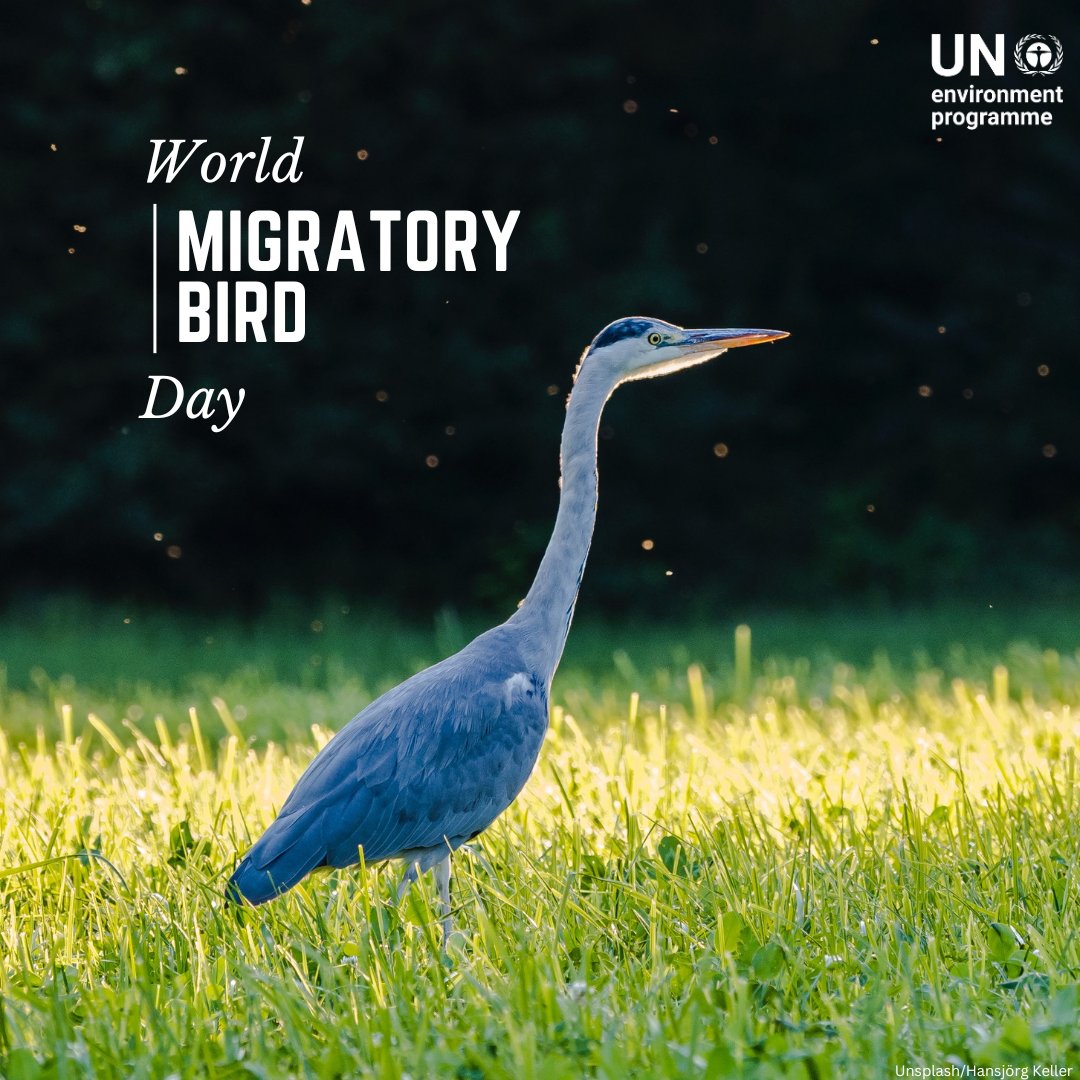 Migratory birds provide seed dispersal pollination pest control ... and are critical #ForNature. Protecting them benefits the environment & supports sustainable economic growth. More ahead of #WorldMigratoryBirdDay: worldmigratorybirdday.org